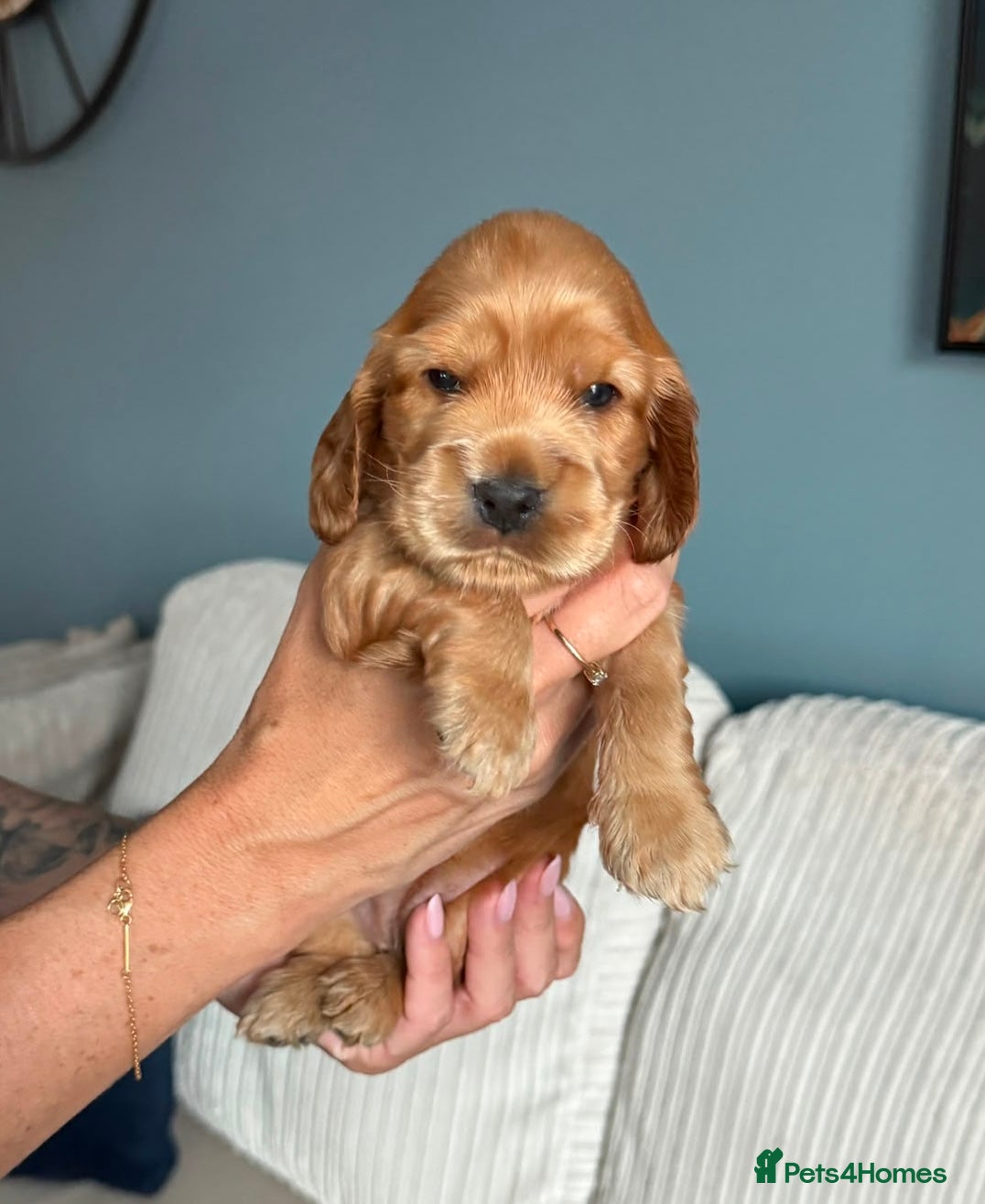 Cocker Spaniel dogs Show cocker spaniel  - Advert 2