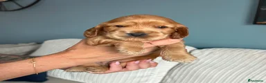 Cocker Spaniel 3