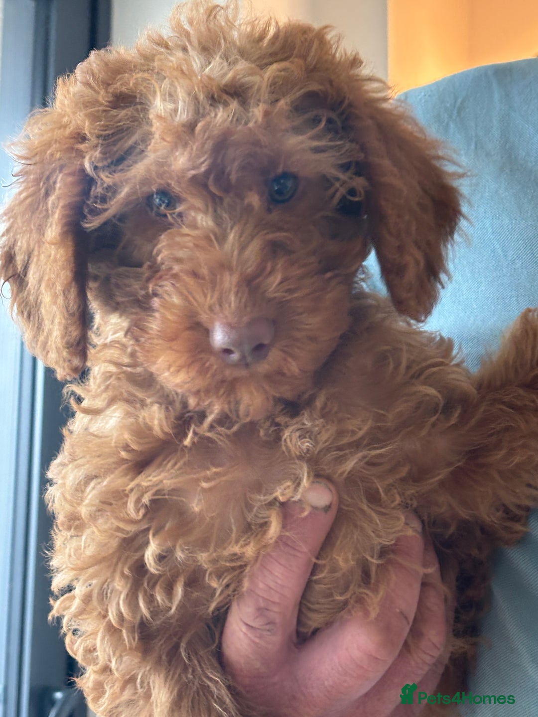 Labradoodle dogs for sale: Ready to leave red curly labradoodles (F1b) - Image 28