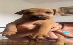 Mixed Breed dogs for sale: Lakeland x  - Image 10