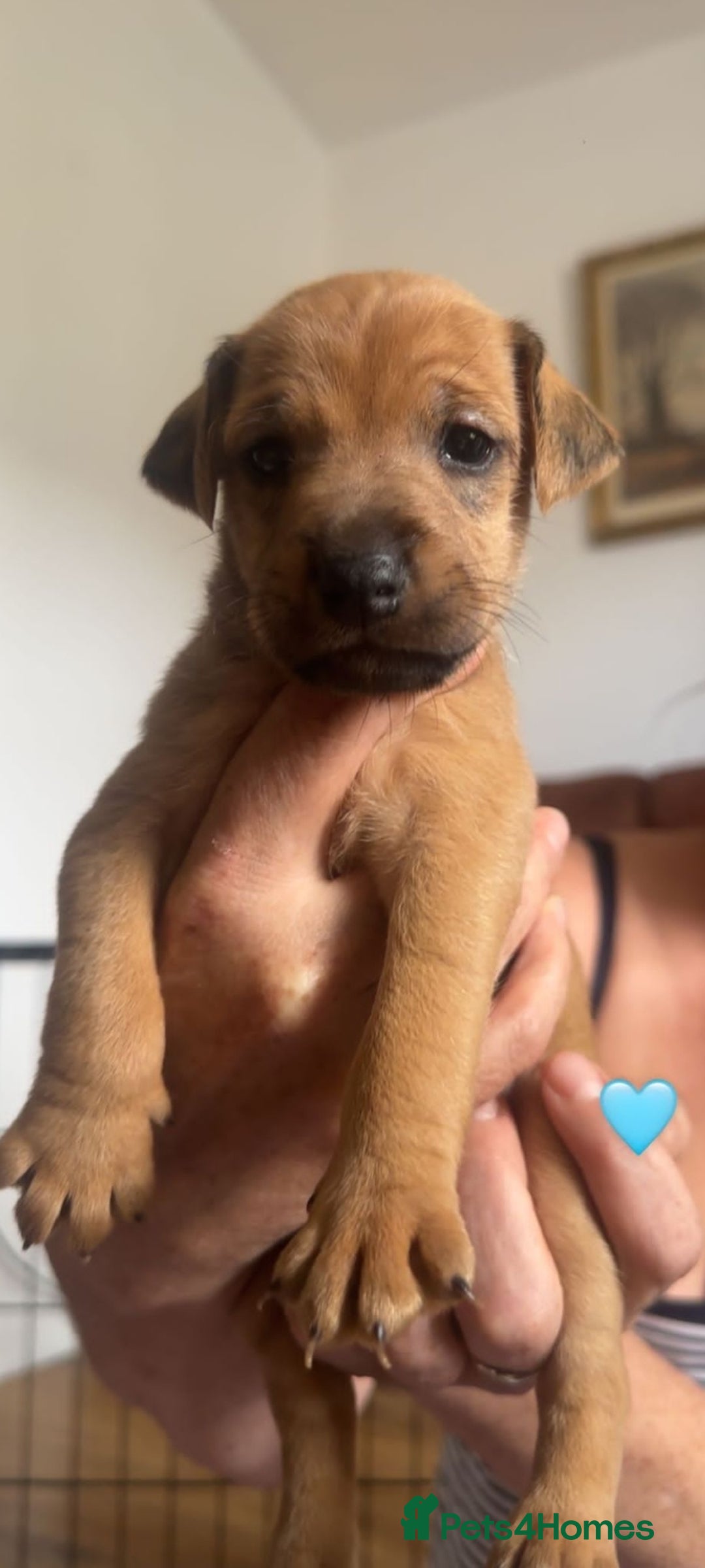 Mixed Breed dogs for sale: Lakeland x  - Image 10