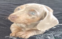 Dachshund dogs for sale: Gorgeous Mini Dachshund puppy's  - Image 3