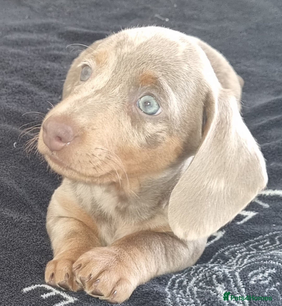 Dachshund dogs for sale: Gorgeous Mini Dachshund puppy's  - Image 3