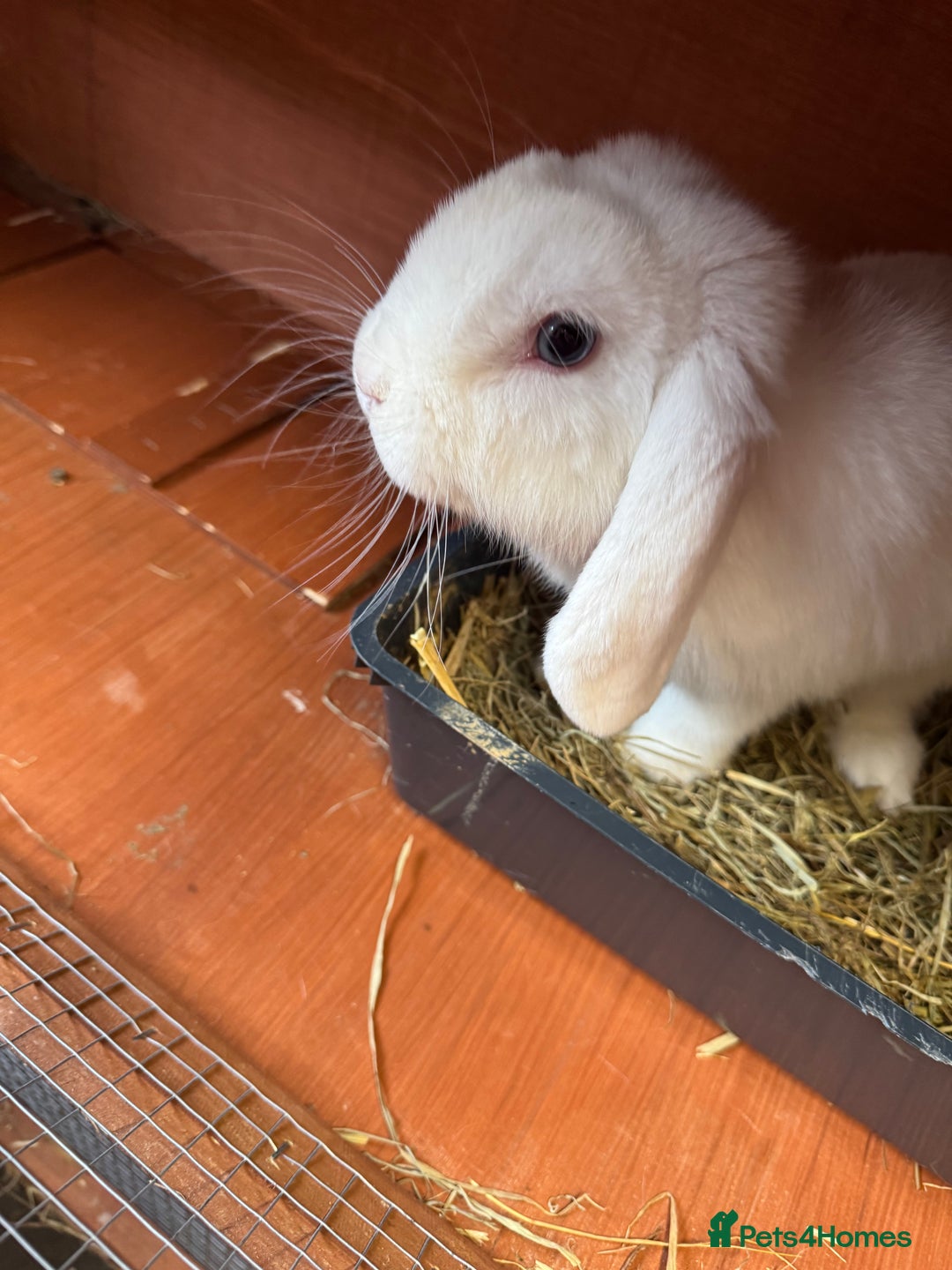 Mini Lop rabbits for sale: 2 male mini lops  - Image 2
