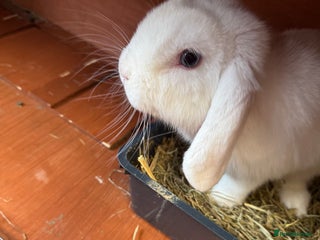 Mini Lop rabbits - Advert 31