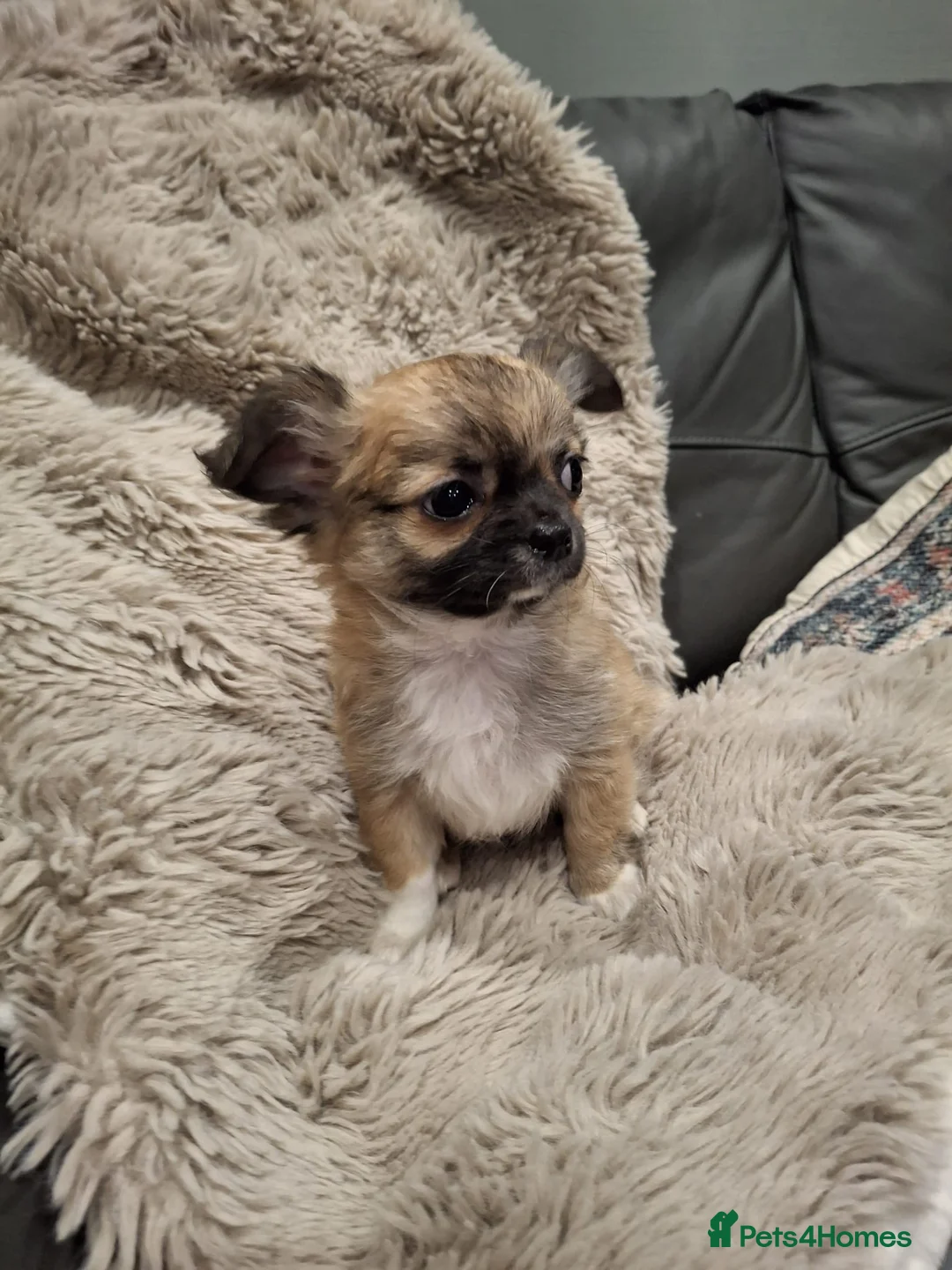 Chihuahua dogs for sale: KC Reg Chihuahua Puppy’s  - Advert 6