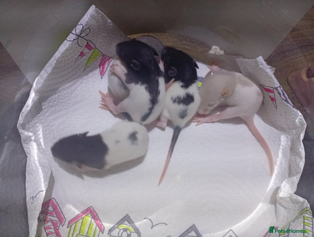 Rat rodents for sale: Adorable baby rats - Image 3