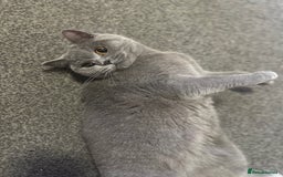 British Shorthair cats for sale: Bella  - Image 3