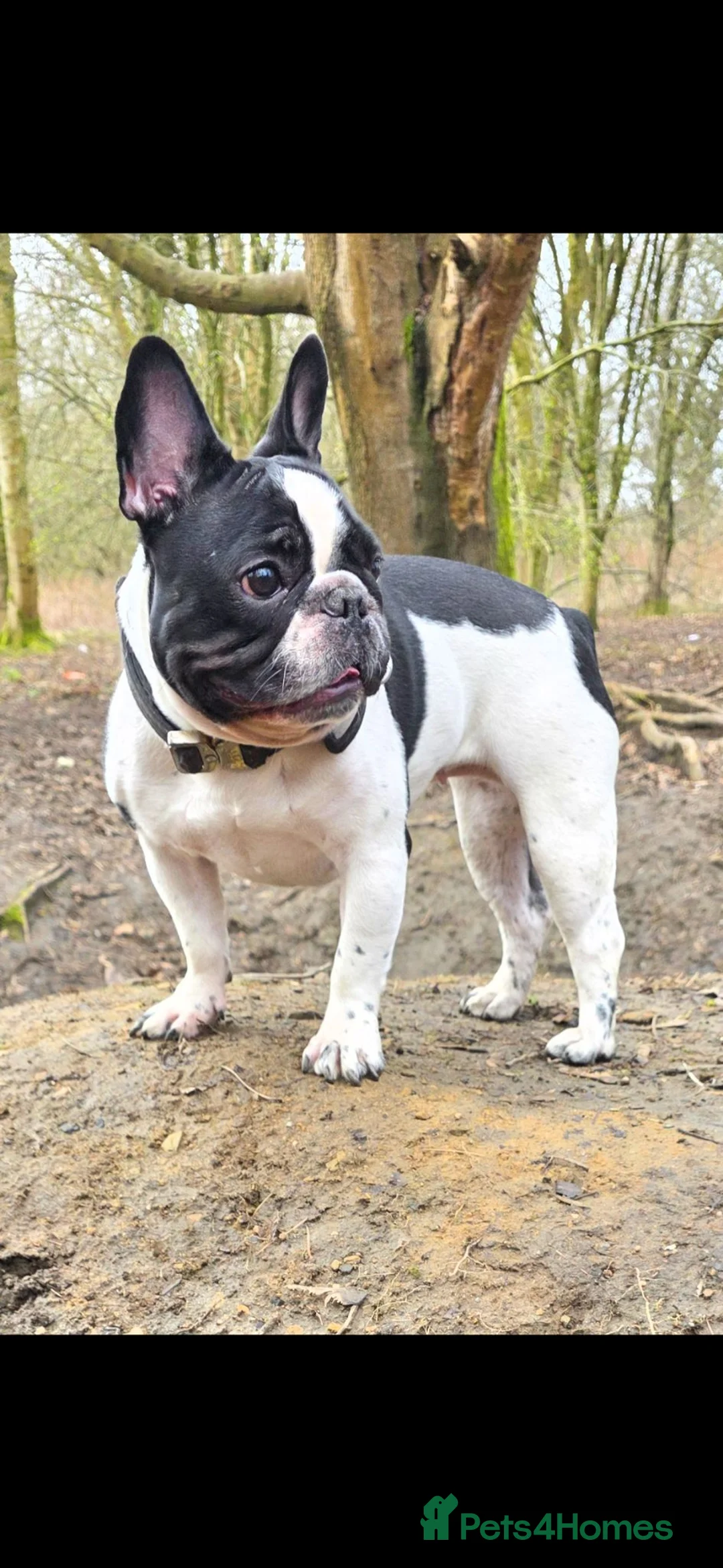 French Bulldog dogs for sale: Frenchbulldogs😍❤️8 week old - Advert 35