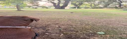 Labrador Retriever dogs for sale: Chocolate Labrador  - Advert 6