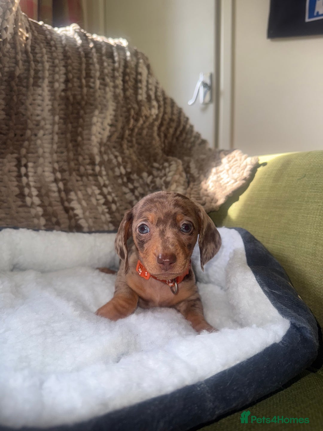 Miniature Dachshund dogs for sale: True miniature smooth coat dachshund puppies  - Image 12