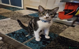 Domestic Shorthair cats for sale: Loving female kitten for sale - Image 2