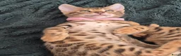 Bengal cats for sale: TICA Registered Bengal Kittens - Advert 7