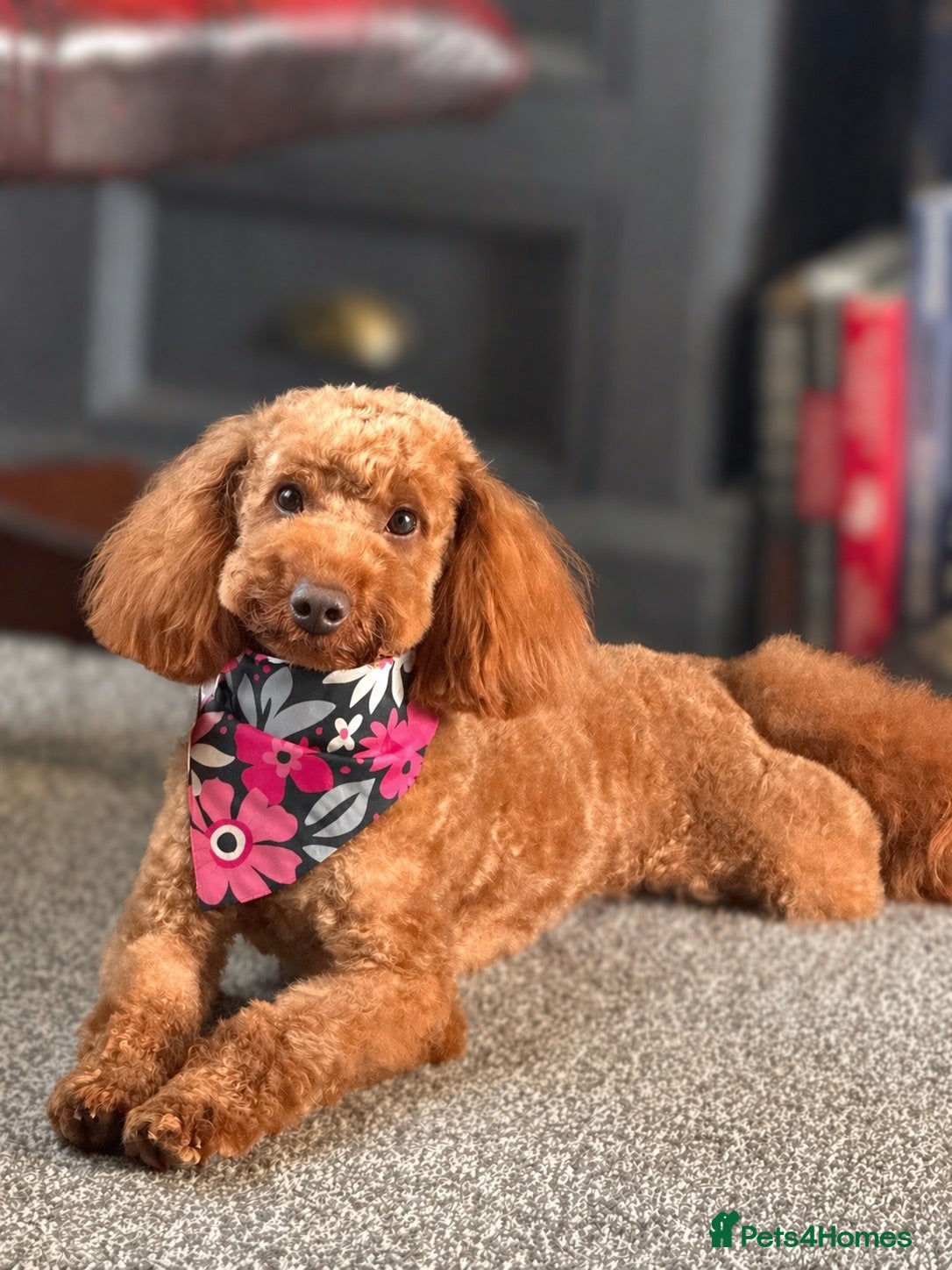 Toy Poodle dogs KC Pedigree Red Toy Poodle for Stud - Advert 1