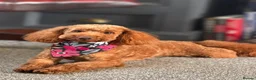 Toy Poodle dogs for stud: KC Pedigree Red Toy Poodle for Stud - Advert 1