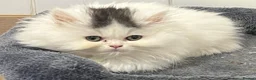 Persian cats for sale: Persian x Turkish Angora  - Advert 4