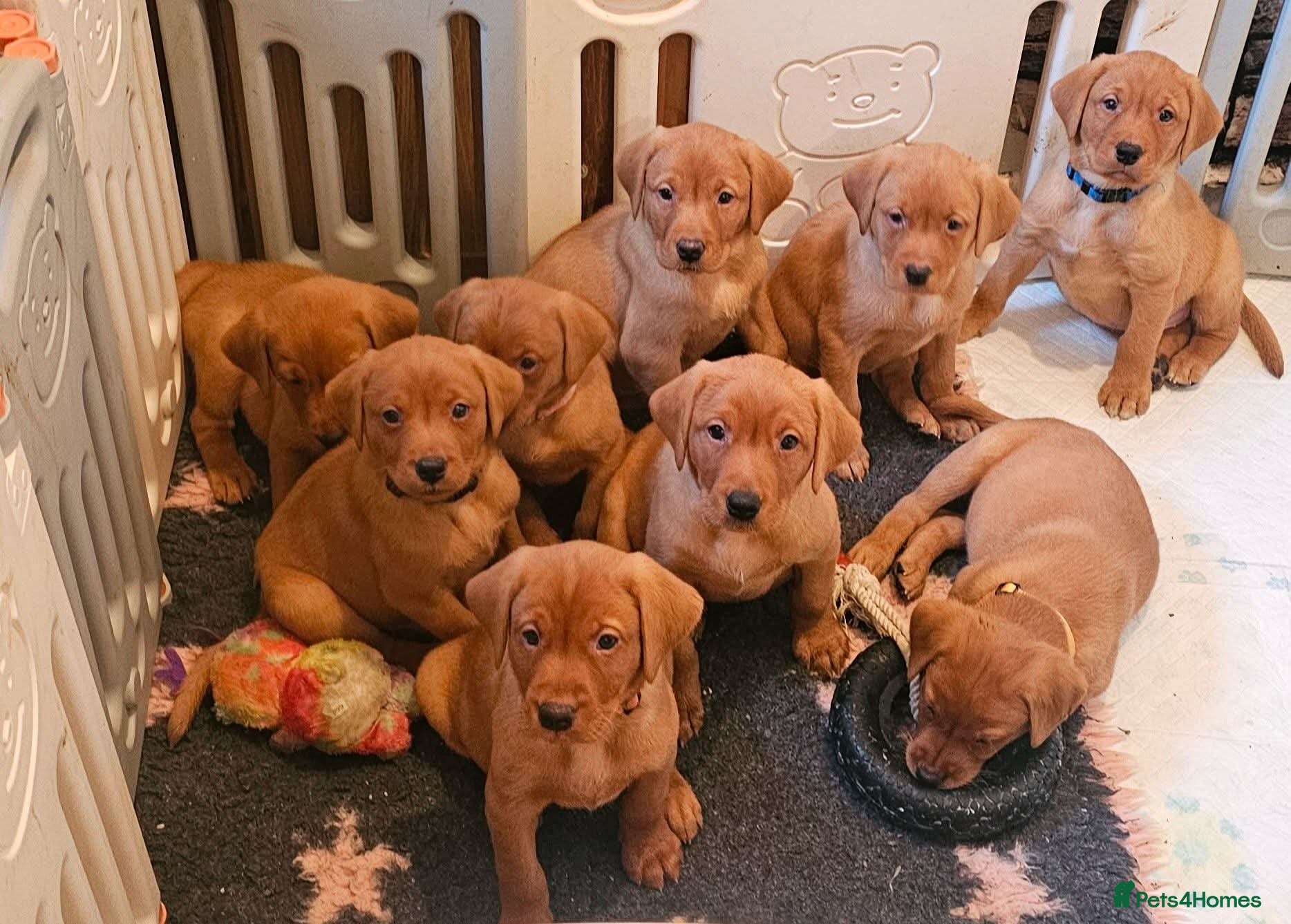 Labrador Retriever dogs KC Registered Fox Red Labrador Puppys - Advert 5