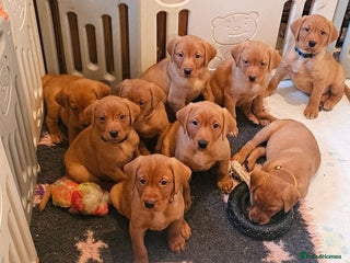 Labrador Retriever dogs KC Registered Fox Red Labrador Puppys - Advert 5