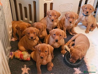 Labrador Retriever dogs KC Registered Fox Red Labrador Puppys - Advert 5