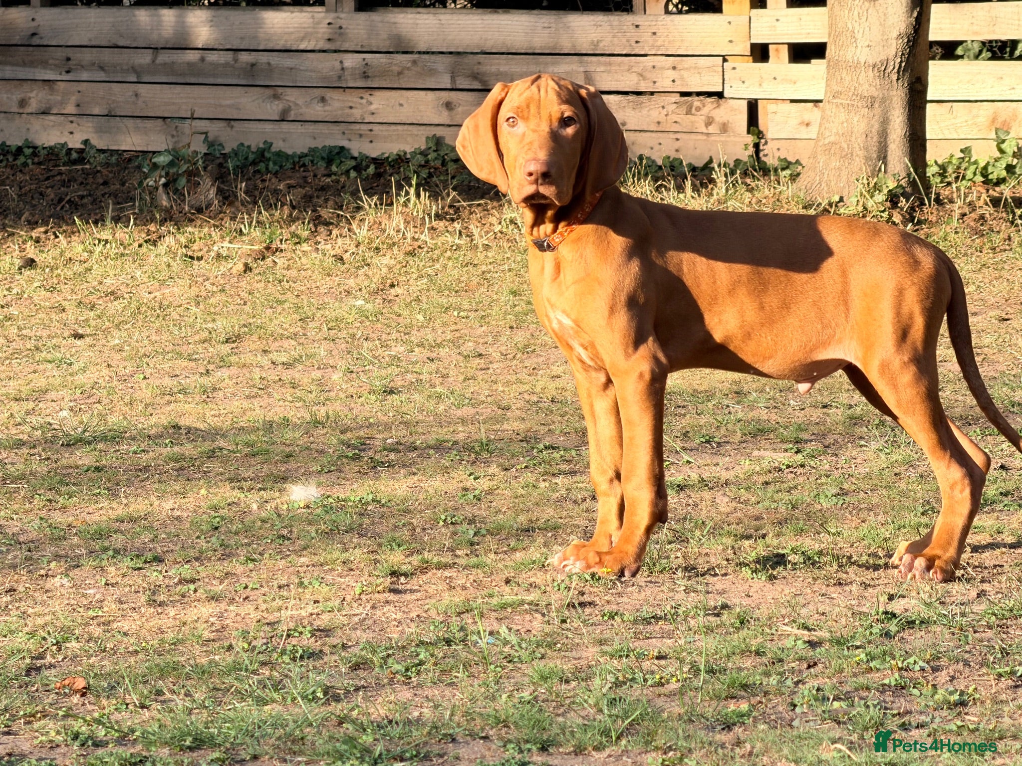 Hungarian Vizsla dogs Premium Male Hungarian Vizsla Puppies ONLY 1  - Advert 1
