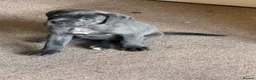 Cane Corso dogs for sale: COLLECT TDAYPure Breed CaneCorso Pups - Advert 26