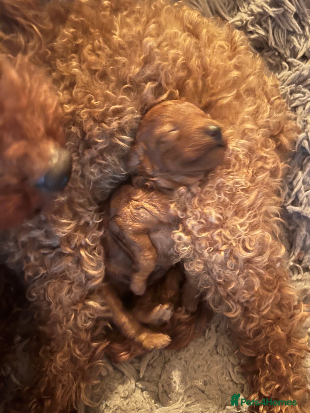 Toy Poodle dogs for sale: KC Registered Red True to Type Toy Poodle Boys  - Advert 5