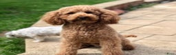 Cavapoo dogs for stud: KC miniature poodle for stud in Alford - Advert 3