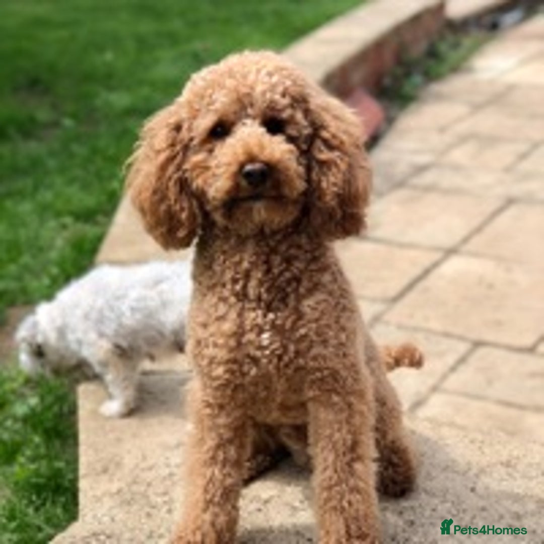 Cavapoo dogs for stud: KC miniature poodle for stud in Alford - Image 3