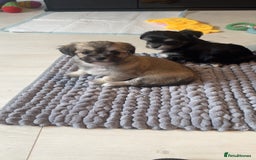 Mixed Breed dogs for sale: Tini Malchi puppies  - Image 30