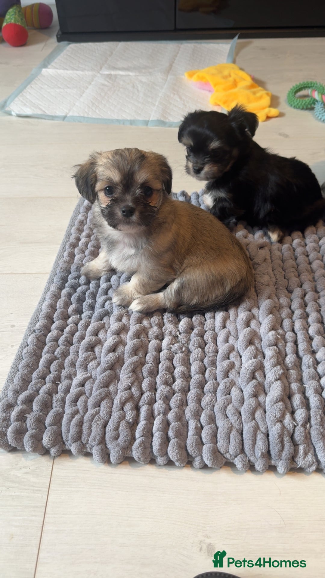 Mixed Breed dogs for sale: Tini Malchi puppies  - Image 30