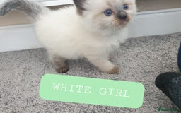 Ragdoll cats for sale: 5 fully seal point ragdoll kittens  - Image 4