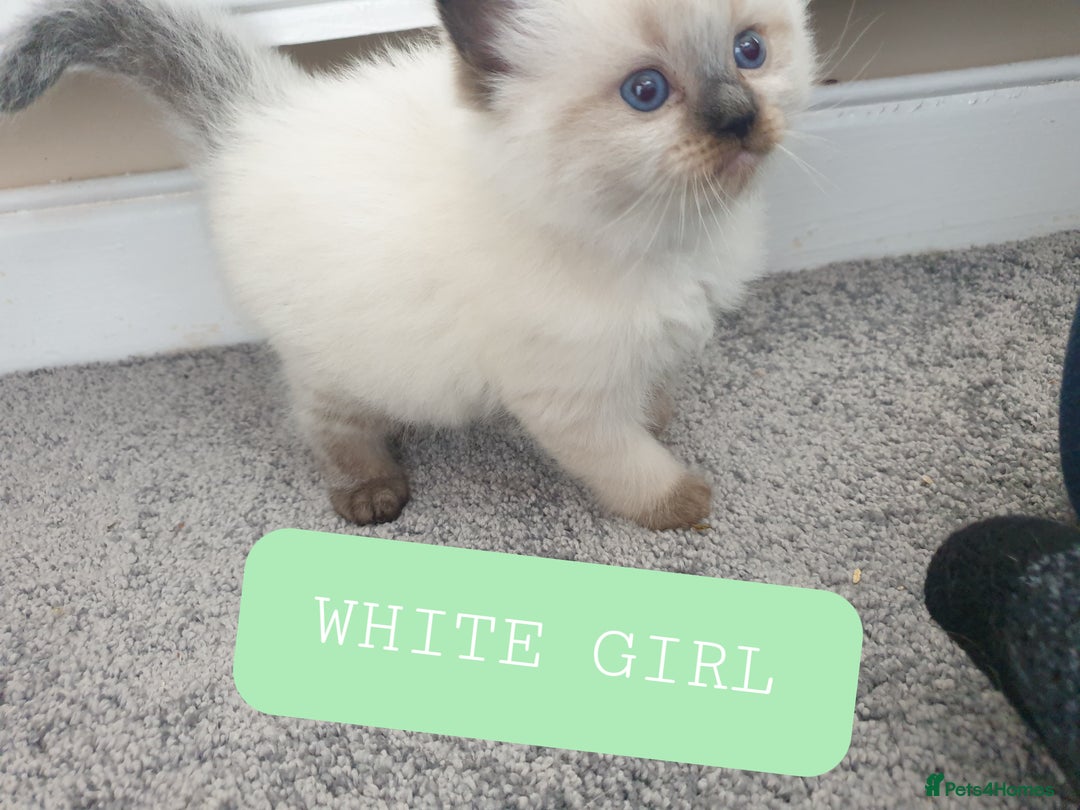 Ragdoll cats for sale: 5 fully seal point ragdoll kittens  - Image 4