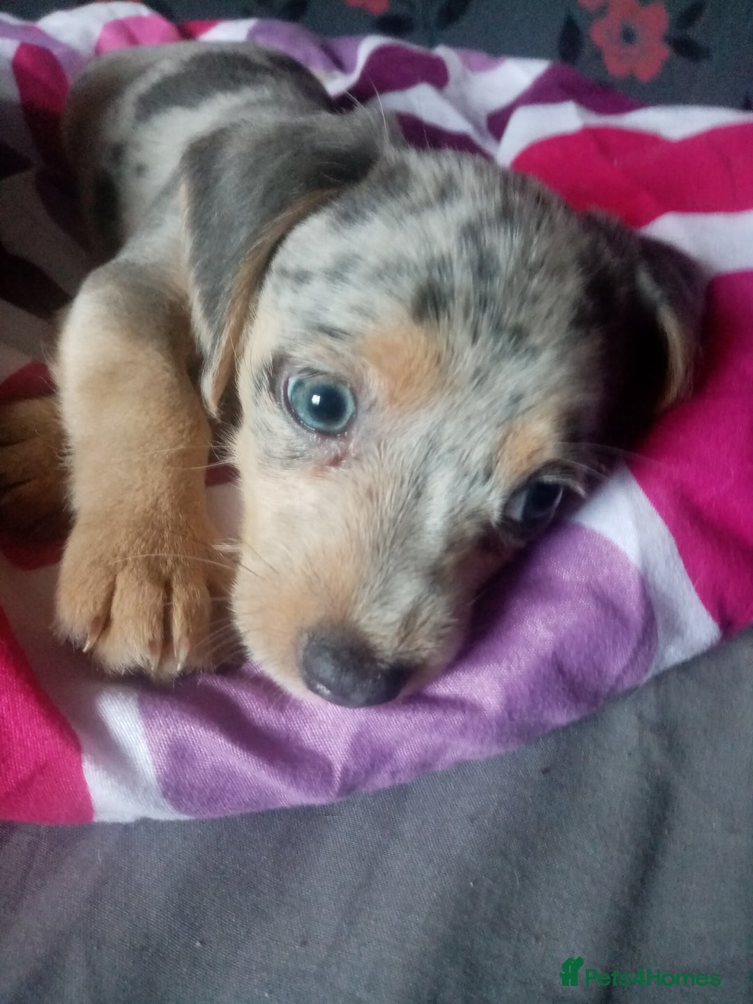 Mixed Breed dogs for sale: Miniature Dashound  - Image 3