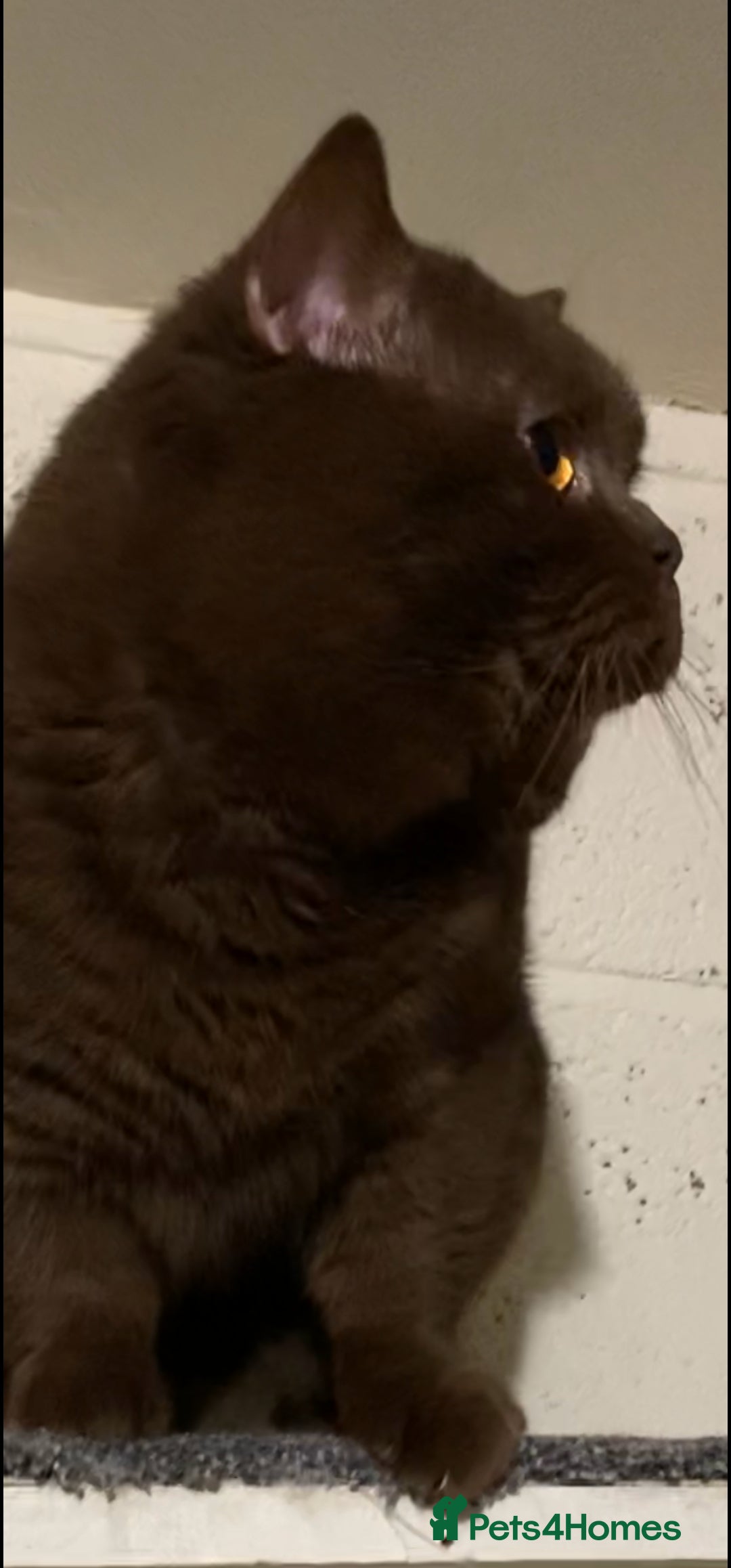 Brazilian Shorthair cats for stud: Chocolate Shorthair  - Image 3