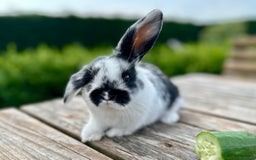 Mini Lop rabbits for sale: 2 mini lops for sale, 1 male 1 female - Image 6