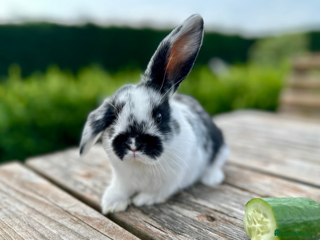 Mini Lop rabbits for sale: 2 mini lops for sale, 1 male 1 female - Image 6