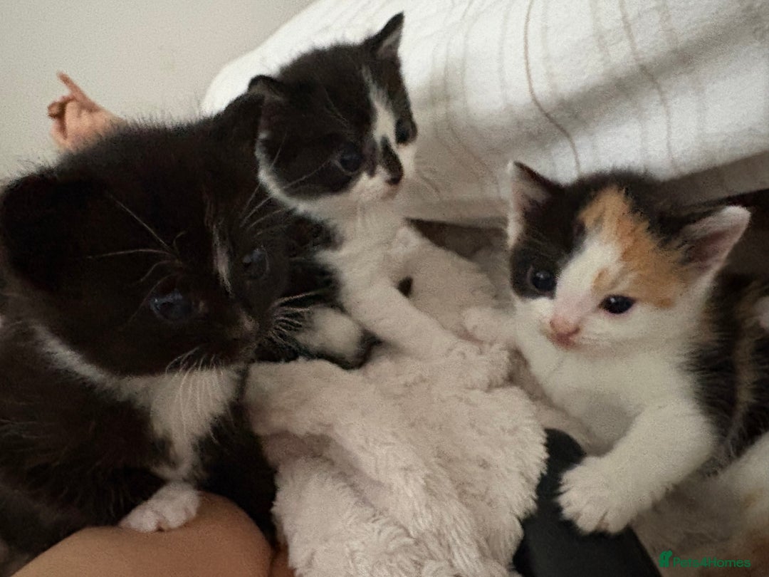 British Shorthair cats for sale: Beautiful kittens 3 girls 1 boy  - Advert 21