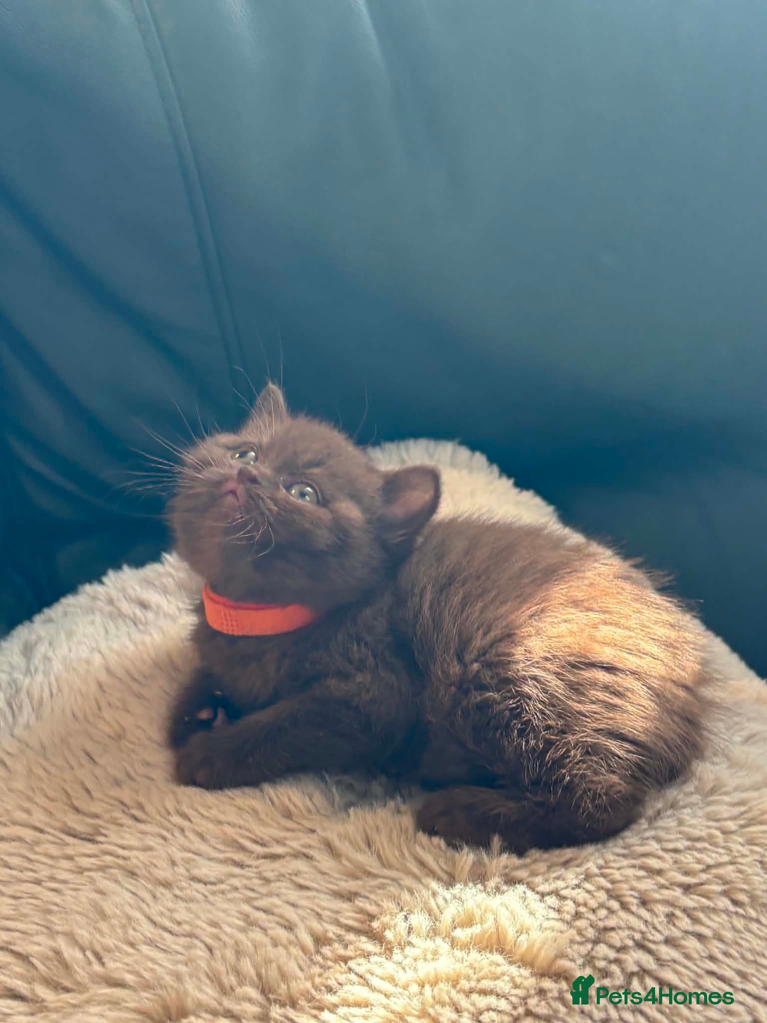British Shorthair cats Stunning chocolate kittens available  - Advert 2