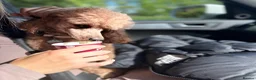 Toy Poodle dogs for stud: Stud only - Advert 3