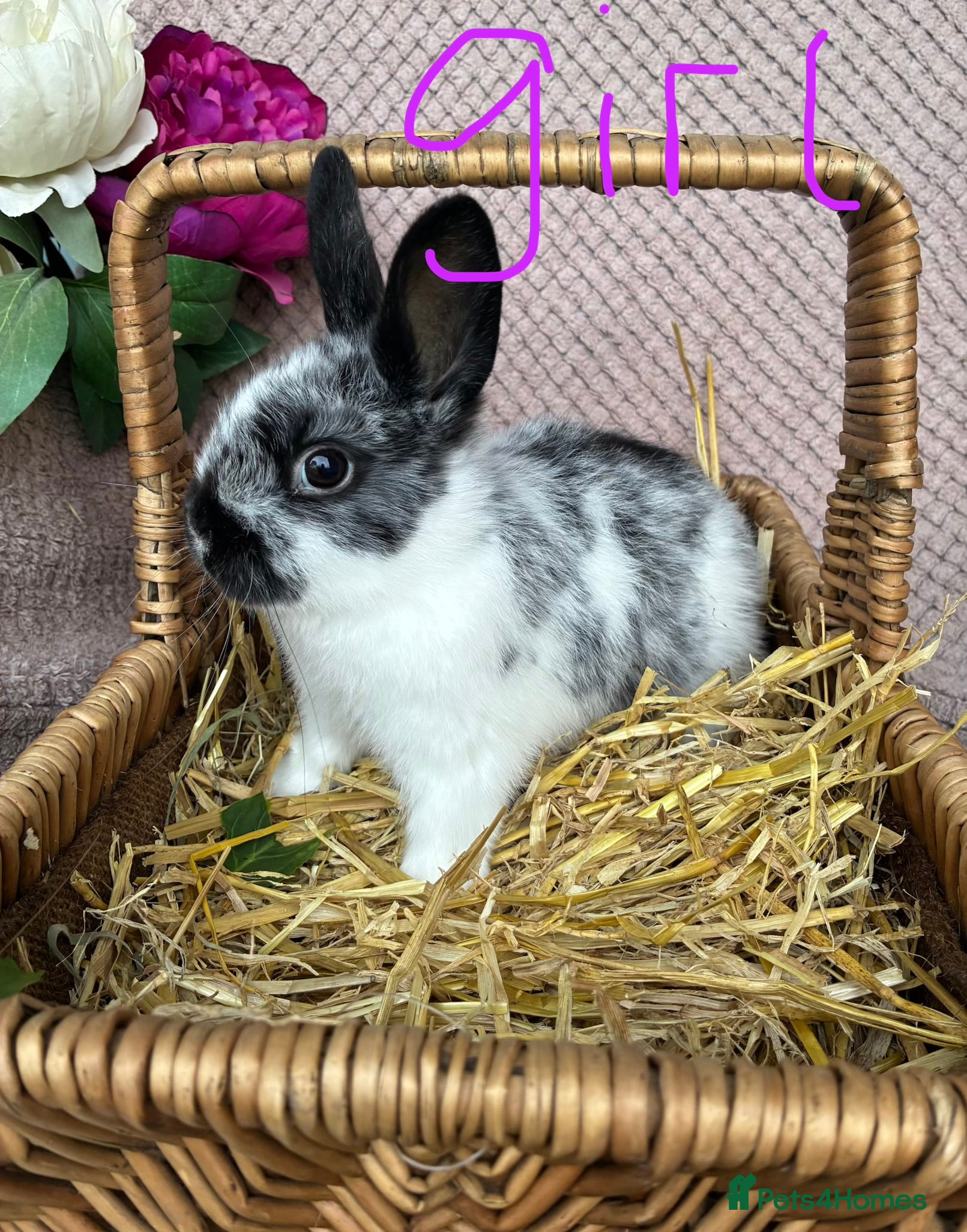 Mixed Breed rabbits Neatherland dwarf X Mini Lop - Advert 11
