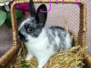 Mixed Breed rabbits Neatherland dwarf X Mini Lop - Advert 11