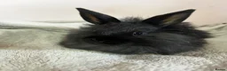 Mixed Breed rabbits for sale: Lionhead cross bunnies ready to go  - Advert 17