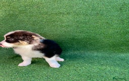 Australian Shepherd dogs for sale: Australia shepherd Kc puppies  - Image 28