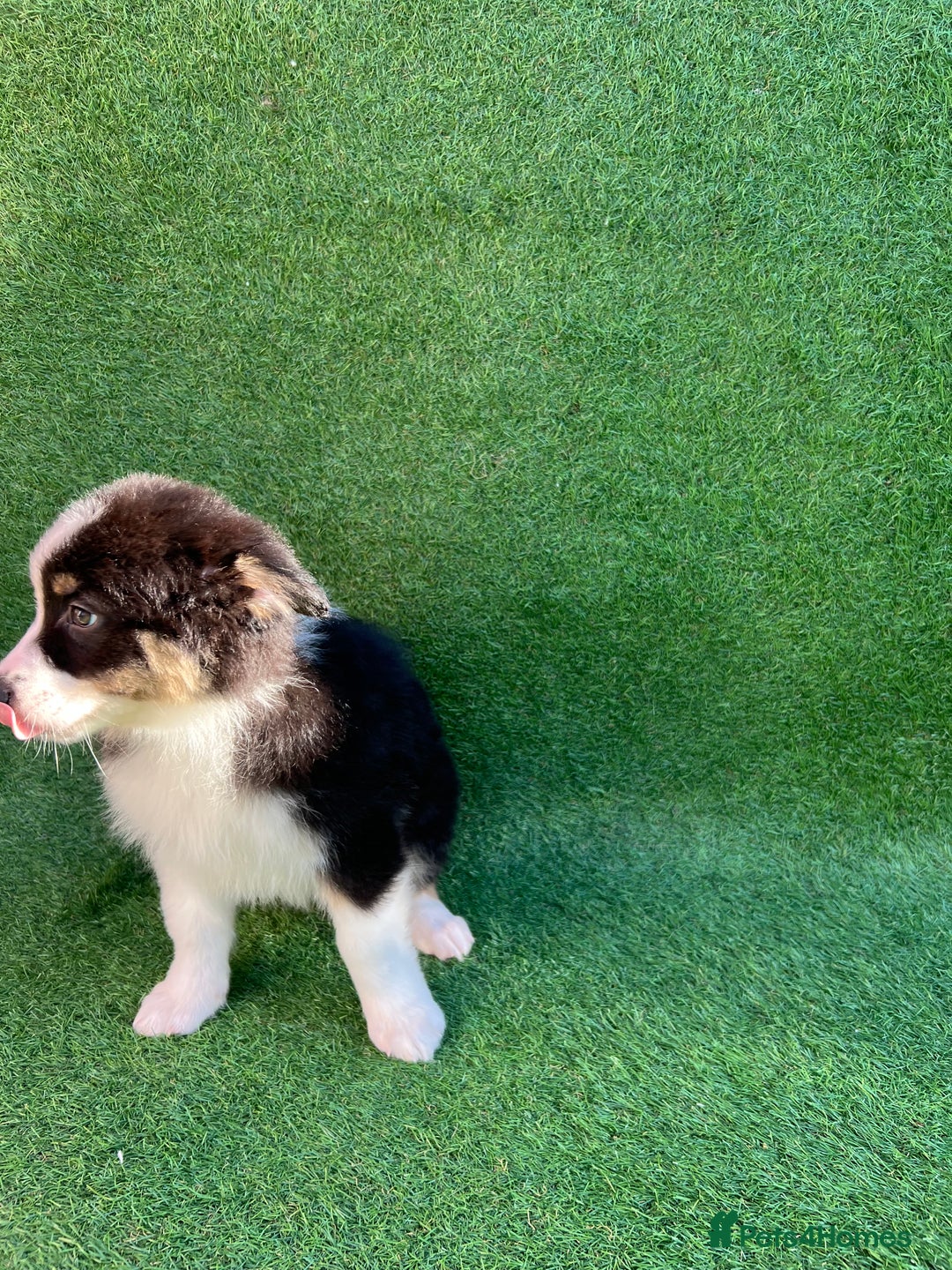 Australian Shepherd dogs for sale: Australia shepherd Kc puppies  - Image 28