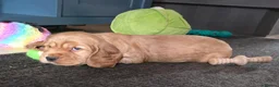 Cocker Spaniel dogs for sale: Stunning Show Cocker Spaniel Puppies  in Salisbury - Advert 4