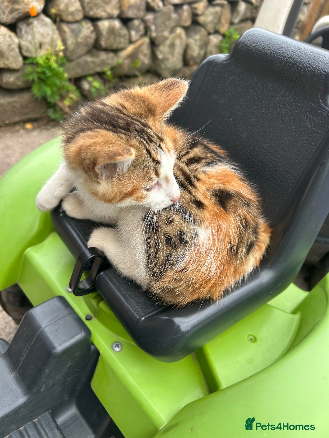 Mixed Breed cats for sale: Beautiful kittens for sale - Image 20
