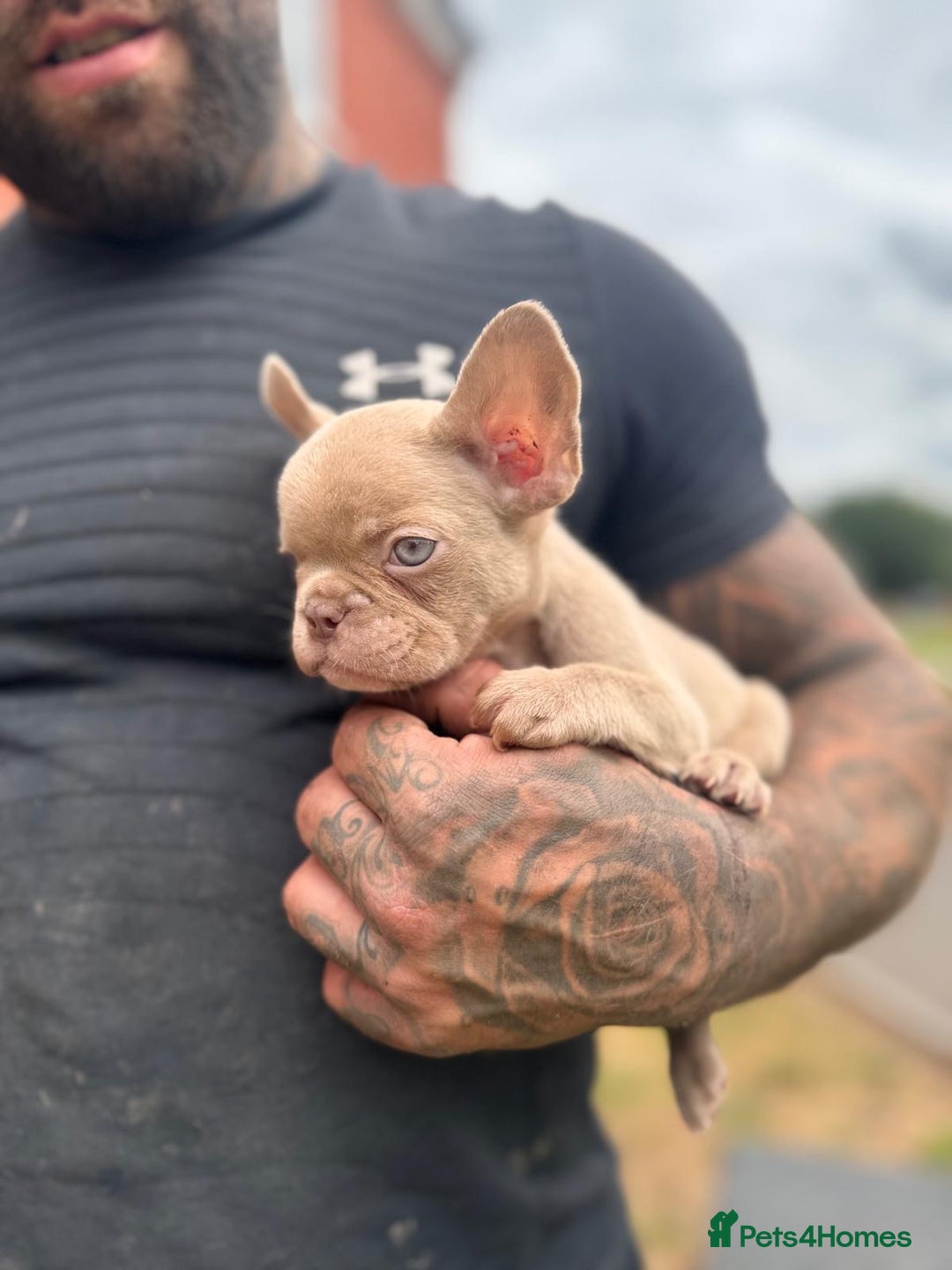 French Bulldog dogs for sale: ‼️ READY TO LEAVE NOW -3 French bulldog pups left! in Ripley - Image 19
