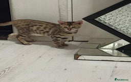 Bengal cats for sale: Marble bengal boy and bengal girl - Image 9