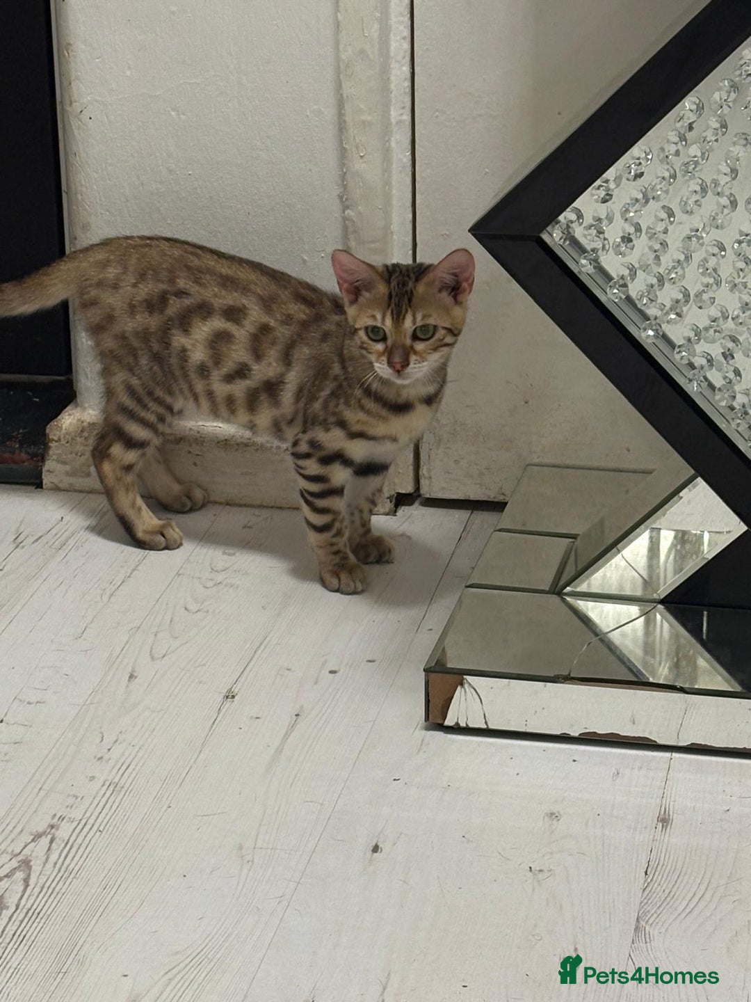 Bengal cats for sale: Marble bengal boy and bengal girl - Image 9