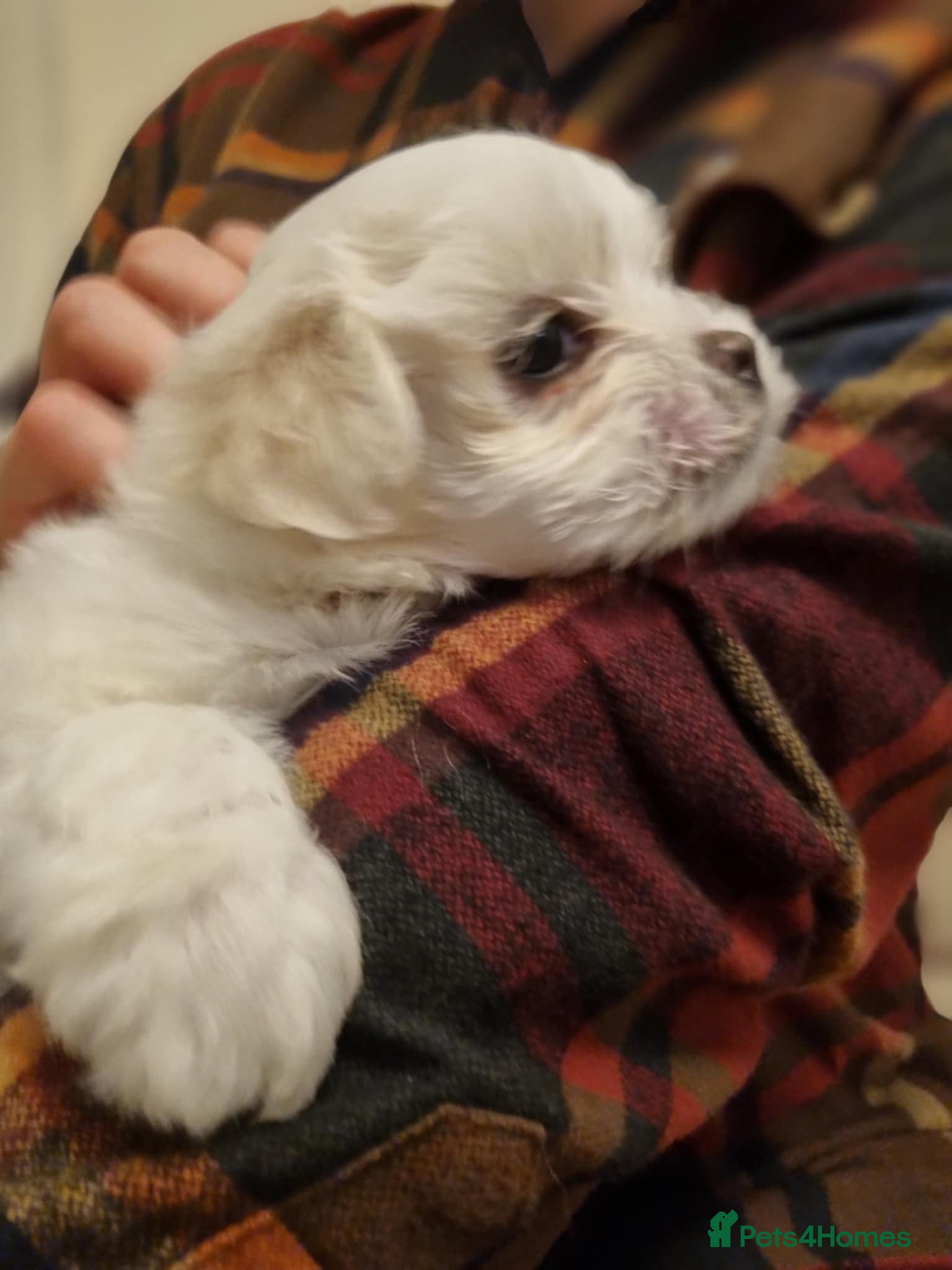 Maltese dogs Beautiful Maltese Puppies - Advert 11